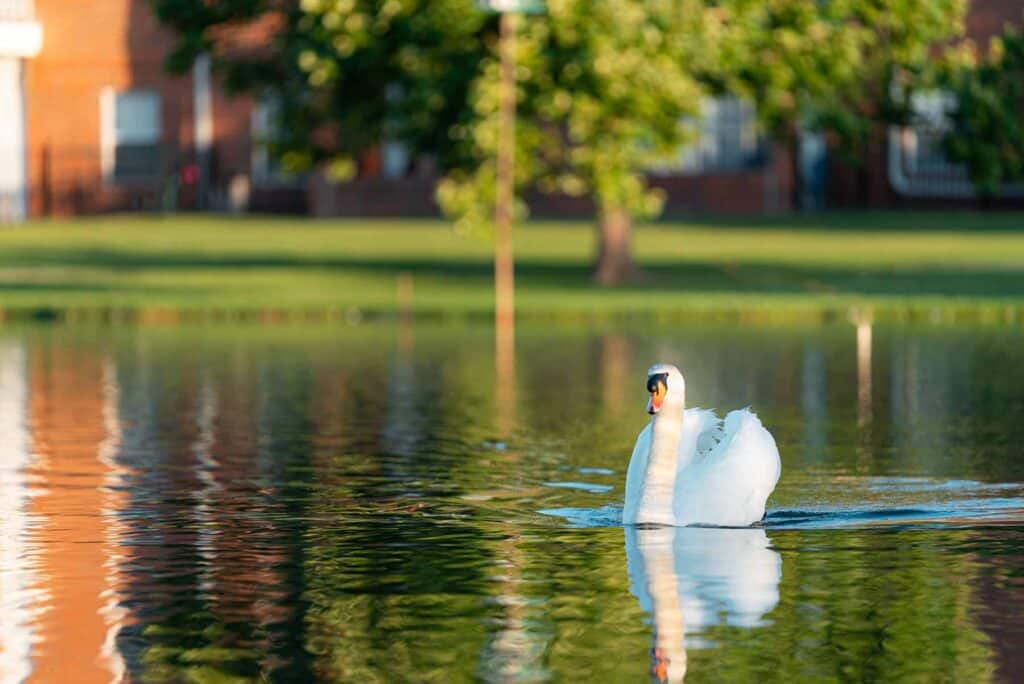 Swan swimming in the lake