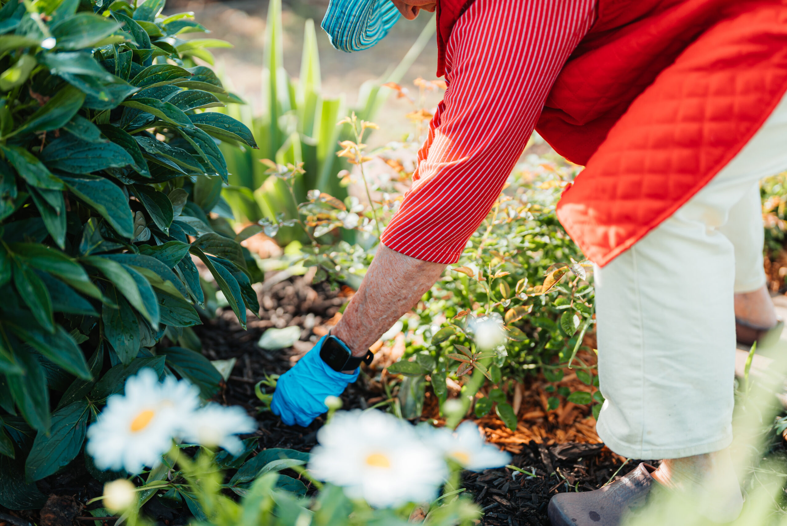An older woman pulls weeds in a community garden